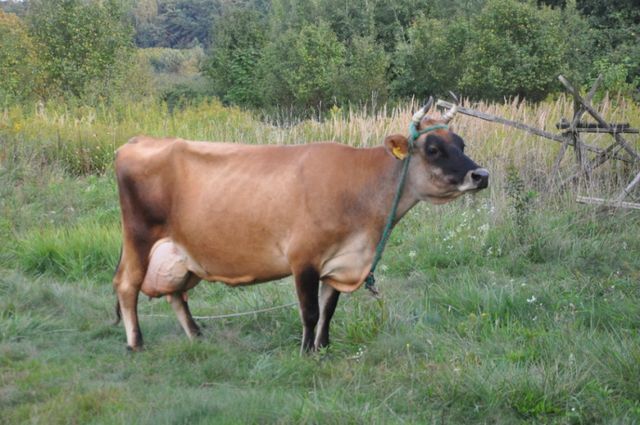 krowa 2