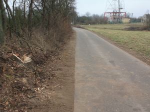 Wycinka drzew, kłamstwa Burmistrza i bezradność RDOŚ