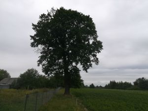 Czy dąb "Wiktor" zostanie pomnikiem przyrody?