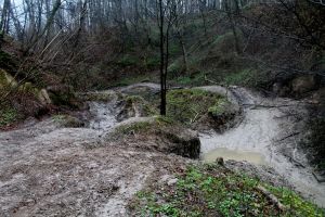 Kazimierskie wąwozy  niszczone przez quady. Parchatka prosi o pomoc