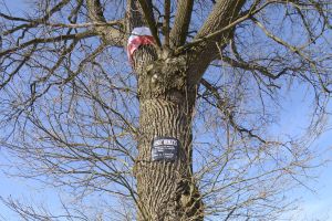 100-lecie Niepodległości. Burmistrz Andrzej Pisula kazał usunąć flagę Polski