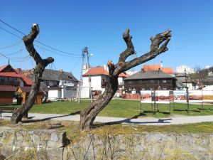 Kazimierska dendrofobia