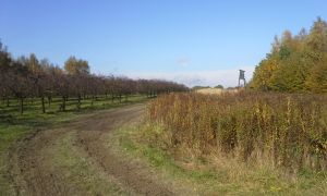 Czy poradzimy sobie z dziką zwierzyną ,jest decyzja Starosty