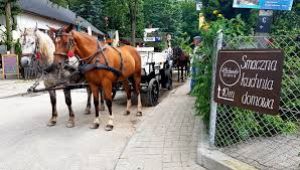 Dobra alternatywa wymiata bryczki z  miasteczka