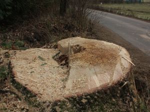 Burmistrz Kazimierza wyciął nielegalnie dęby !