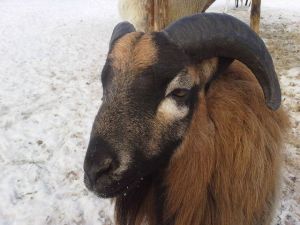 Nie zgadzam się na kompromitację magistratu