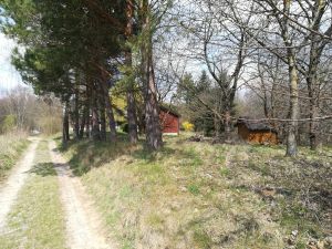 Geodeta w "Czarnym"zabił ćwieka !