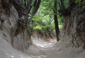 Co dalej w sprawie opłat za wejście do  wąwozu " Korzeniowego"