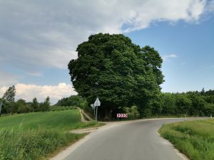 Czy najbardziej dorodny  Grab  Lubelszczyzny  zostanie pomnikiem przyrody