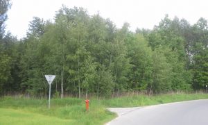 Czy drzewa muszą rosnąć ?