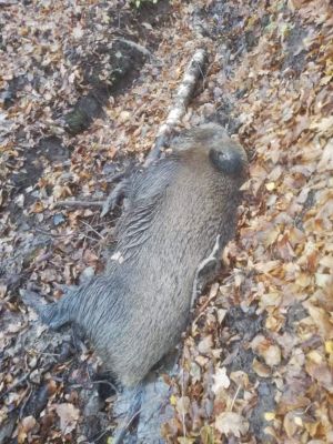 Trupy dzik&oacute;w ścielą się w kazimierskich  wąwozach