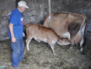 Ostatnia krowa w gminie  Kazimierz