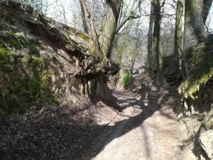 Czy w Kazimierzu powstanie pomnik przyrody