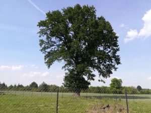 O co chodziło Andrzejowi Pisuli z dębem na G&oacute;rach ?