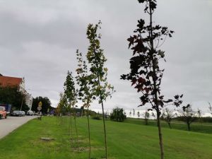 Zamiast parkingu będą drzewa