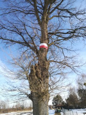 Burmistrz Andrzej Pisula: Miejsce drzew jest w lesie