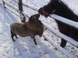 W poszukiwaniu prawdy, czyli jak powstaje fake news