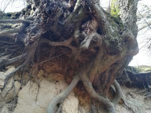 Prasa regionalna o kolejnym betonowaniu  wąwozu  w Kazimierzu Dolnym