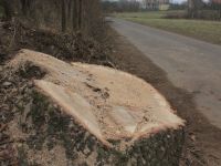 Kto burmistrzowi zabroni? Wycinka dęb&oacute;w