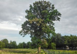 O tym jak cham walczy z drzewem